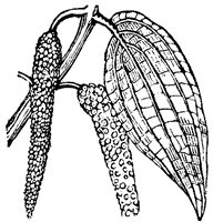 betel-pepper_sm.gif