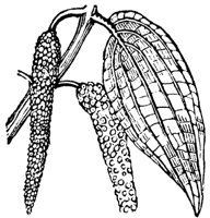 betel-pepper_md.gif