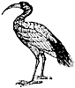 sacred-ibis_1_th.gif