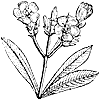 oleander_1_th.gif