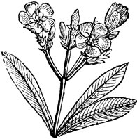 oleander_1_lg.gif