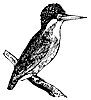 crested-kingfisher_1_th.gif