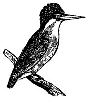 crested-kingfisher_1_sm.gif