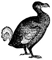 dodo_1_sm.gif