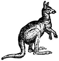 kangaroo_1_sm.gif