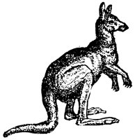 kangaroo_1_lg.gif