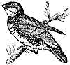 grosbeak_1_th.gif
