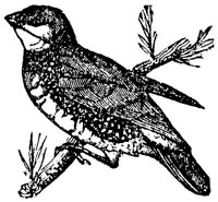 grosbeak_1_md.gif