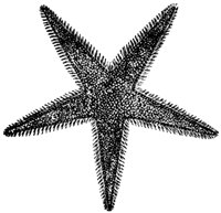 starfish_1_lg.gif