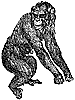 chimpanzee_1_th.gif