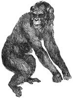 chimpanzee_1_lg.gif