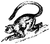 langur_1_th.gif