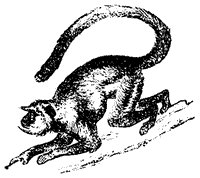 langur_1_sm.gif