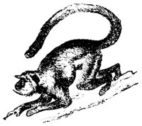 langur_1_lg.gif