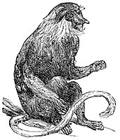 proboscis-monkey_1_sm.gif