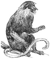 proboscis-monkey_1_lg.gif