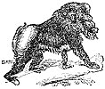 mandrill_1_th.gif