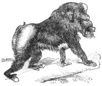 mandrill_1_lg.gif