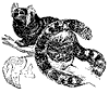 marmoset_1_th.gif