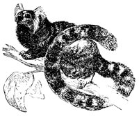 marmoset_1_lg.gif