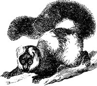 lemur_1_md.gif