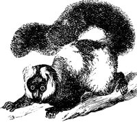 lemur_1_lg.gif