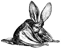long-eared-bat_1_md.gif