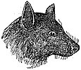 kalong-bat_1_th.gif