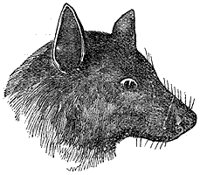 kalong-bat_1_sm.gif