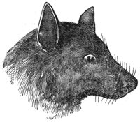 kalong-bat_1_lg.gif