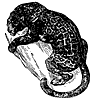 jaguar_1_th.gif