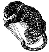jaguar_1_sm.gif
