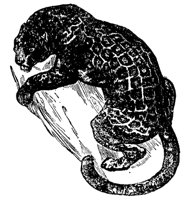 jaguar_1_md.gif