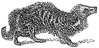 civet_1_th.gif