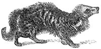 civet_1_md.gif