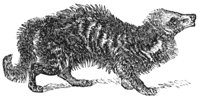 civet_1_lg.gif