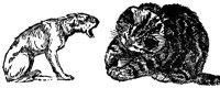 cat_dog_17024_lg.gif