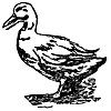 duck_17032_th.gif
