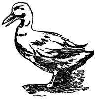duck_17032_md.gif
