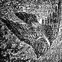 chicks_17050_sm.gif