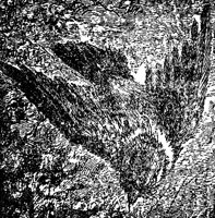 chicks_17050_lg.gif