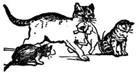 cats_17051_lg.gif