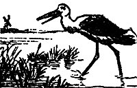bird_17057_sm.gif