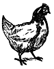 chicken_17058_th.gif