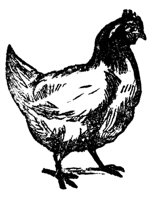 chicken_17058_md.gif