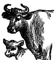 cow_calf_17059_lg.gif