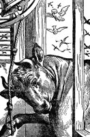 bull_17060_lg.gif
