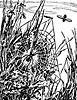 spider_17203_th.gif