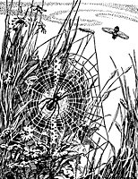 spider_17203_sm.gif