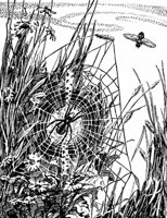 spider_17203_md.gif